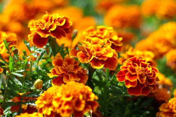 Λουλούδι στον κήπο — Φωτογραφία Αρχείου