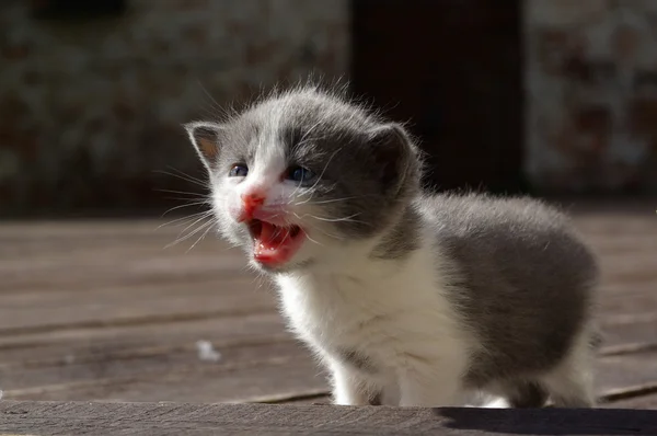 Kotek krzyczy — Zdjęcie stockowe