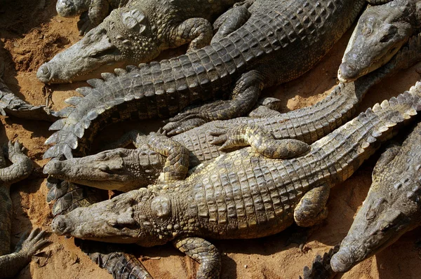 stock image Sleeping crocodiles