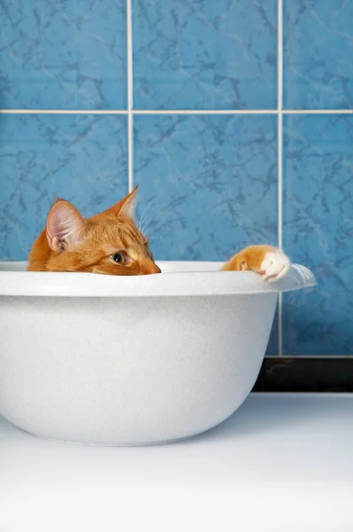 Gato na bacia — Fotografia de Stock