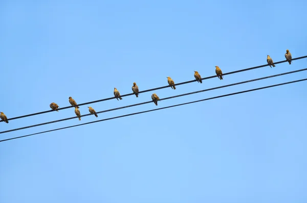 stock image Birds