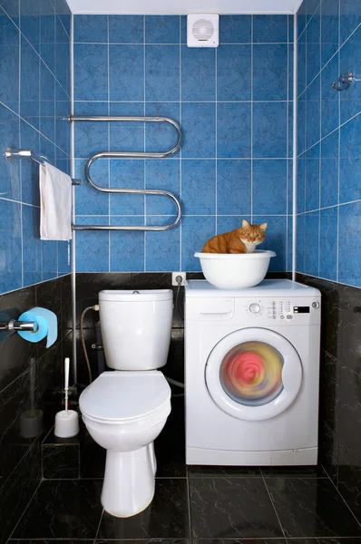 Kotek w łazience — Zdjęcie stockowe