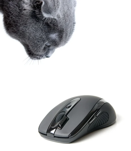 Кошка и компьютерная мышь — стоковое фото