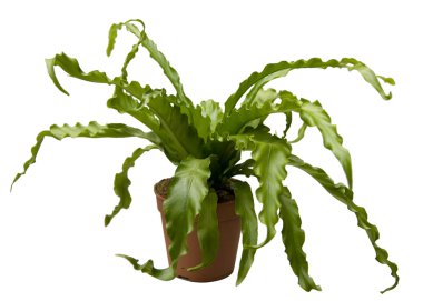 Asplenium nidus clipart