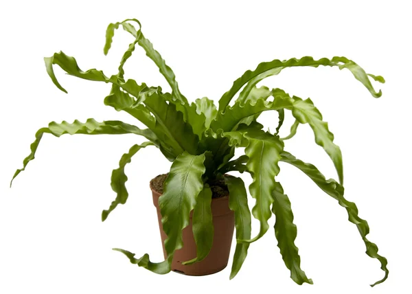 stock image Asplenium nidus