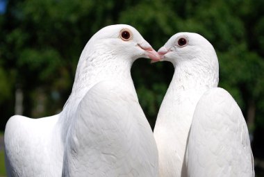 Pigeons in love clipart