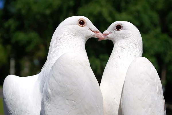 stock image Pigeons in love