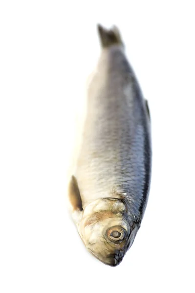 Beyaz zemin üzerine ringa balığı — Stok fotoğraf