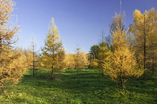 Žlutá srst strom v lese — Stock fotografie