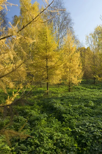 Желтое дерево меха в парке — стоковое фото