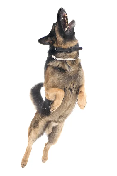 Köpek beyaz zemin üzerine atlamak — Stok fotoğraf