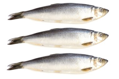 Herring clipart