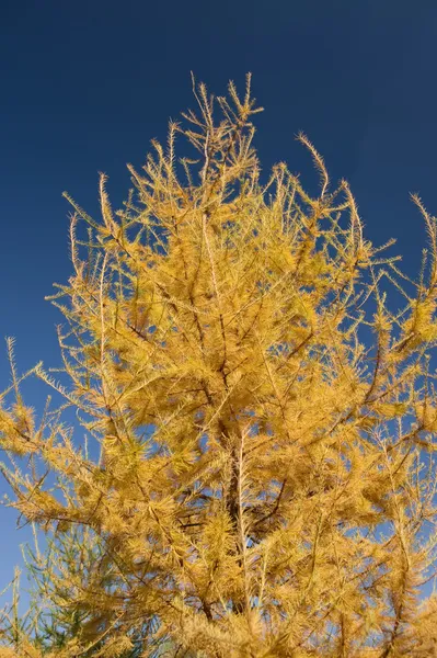Primo piano albero di pelliccia gialla — Foto Stock