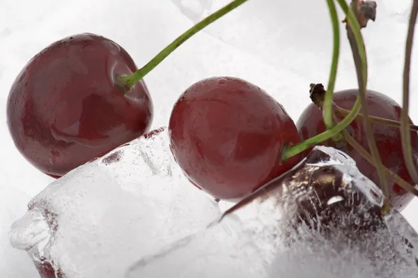 Cherry v ledu — Stock fotografie