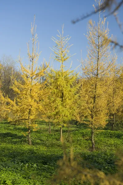 Žlutá srst strom v parku — Stock fotografie