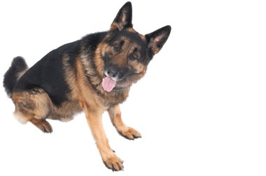 beyaz arkaplan üzerinde köpek