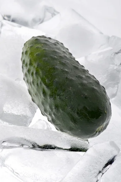 Okurka v ledu — Stock fotografie