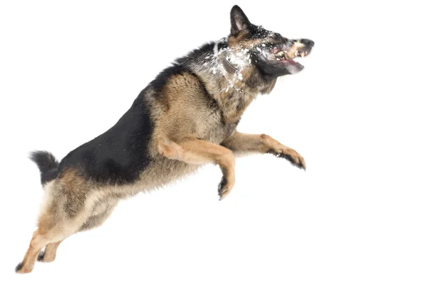 Saltar perro — Foto de Stock