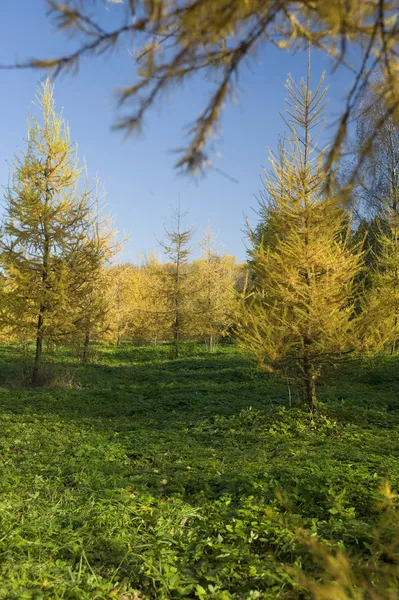 Желтое дерево меха — стоковое фото