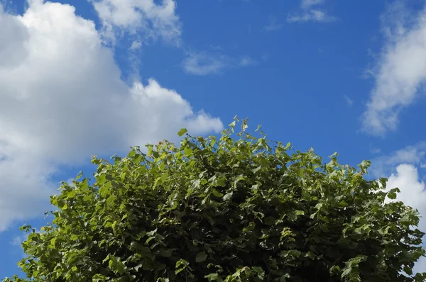 Stock image Leaves