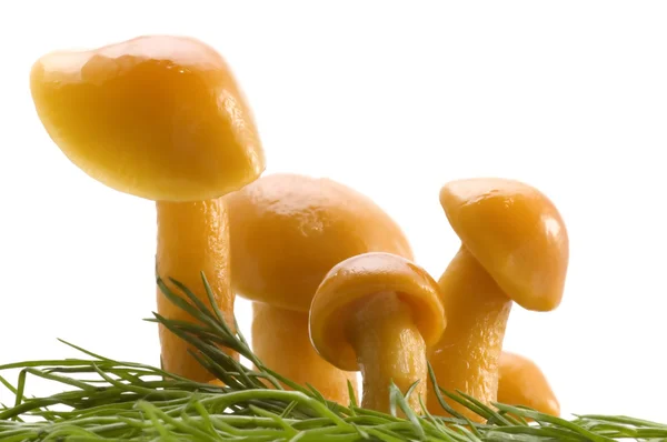 Família dos cogumelos — Fotografia de Stock