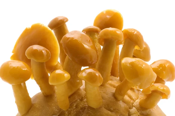 화이트에 버섯 — 스톡 사진