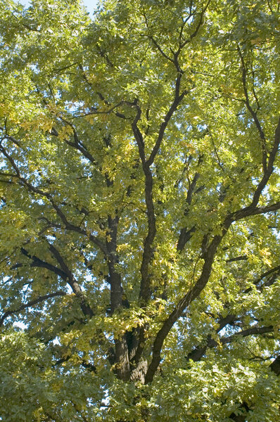 Outdoor oak close up