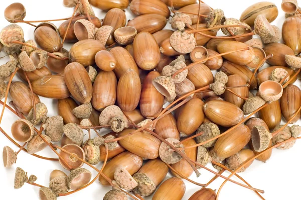 Many acorns Stock Photo