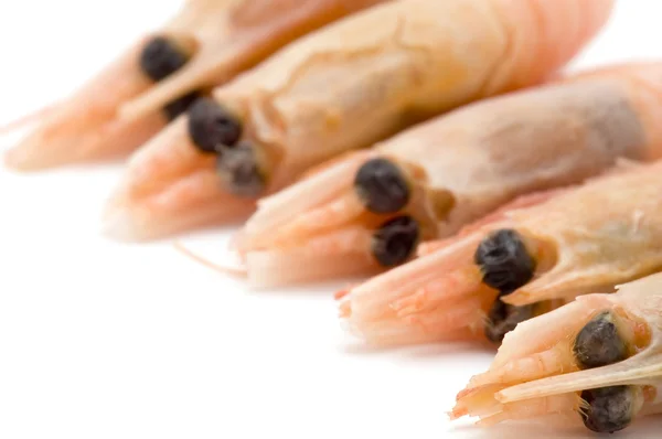 Shrimps close up — Stock Photo, Image