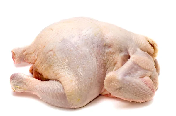 Huhn auf weiß — Stockfoto