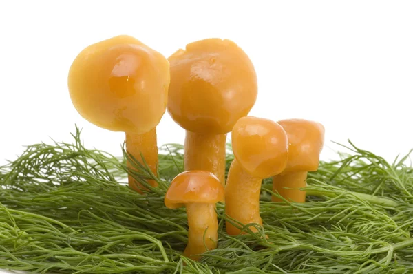 Cinco cogumelos — Fotografia de Stock