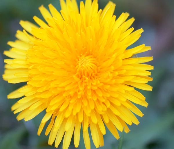 stock image Dandelion