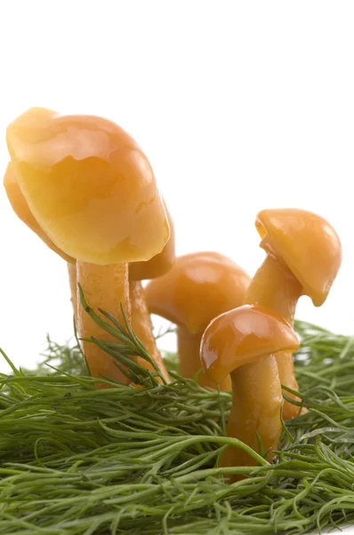 Gräs och svamp — Stockfoto