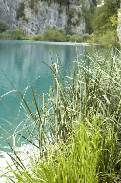 Grass on water — Stock Photo, Image
