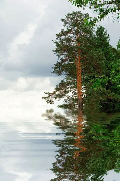 Вода ліс — стокове фото