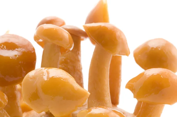 Funghi gialli — Foto Stock