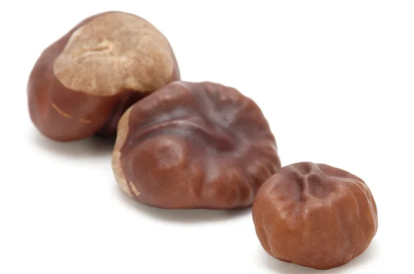 Chestnut close up — Stock Photo, Image
