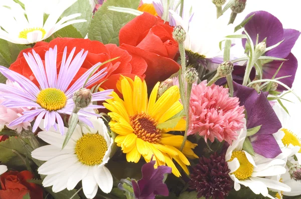Flowers on white close up — Stock Photo, Image