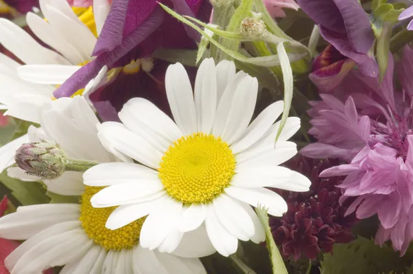 Flowers on white macro — Stock Photo, Image