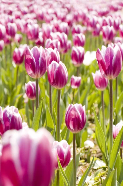 stock image Garden tulip