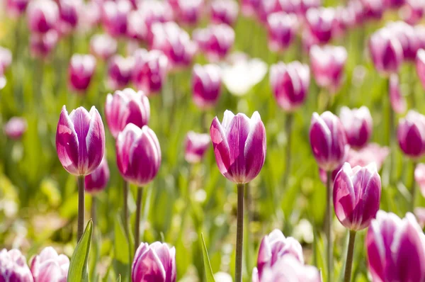 Stock image Gardening tulip