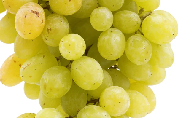 Druiven op wit — Stockfoto
