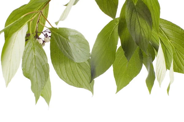 Green leaves closeup — Stock Photo, Image