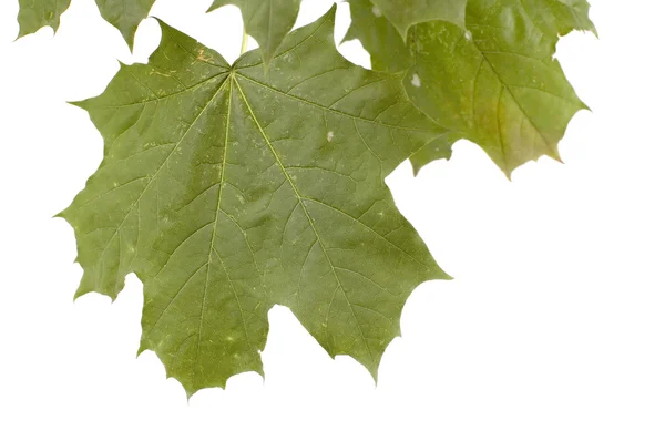 Groene bladeren macro esdoorn — Stockfoto