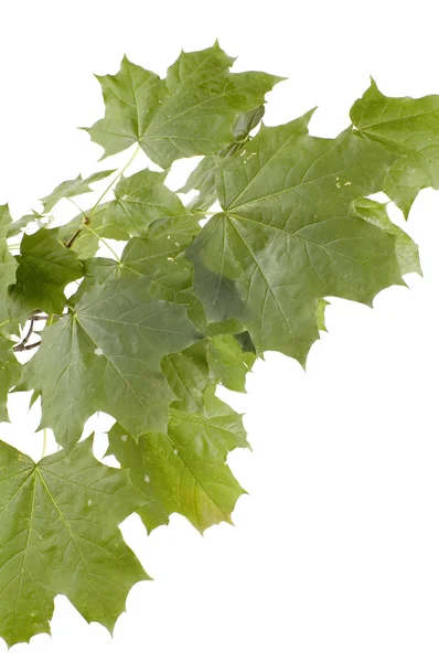 Green leaves maple — Stock Photo, Image