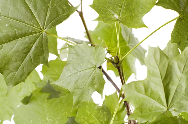 Φύλλα σφενδάμου μακροεντολή — Φωτογραφία Αρχείου