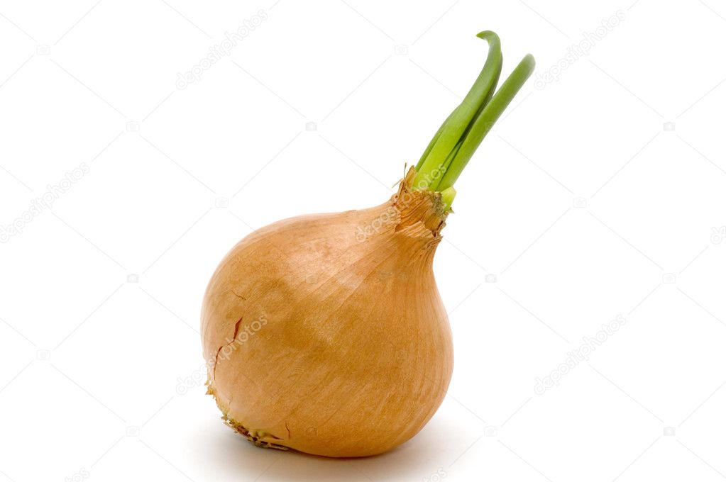 Onion on white