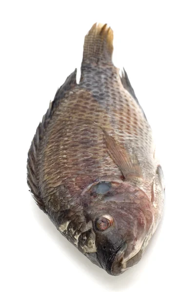 Red perch — Stock Photo, Image