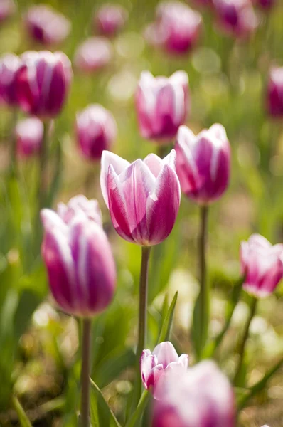 stock image Tulip close up