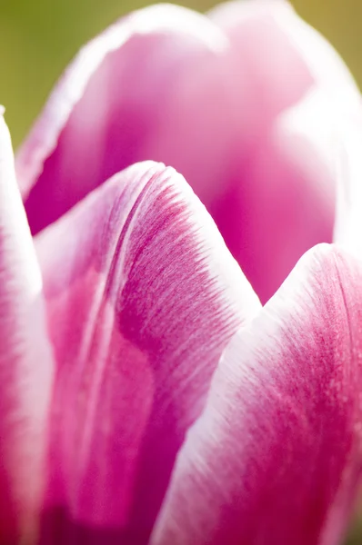 Tulipa macro — Fotografia de Stock